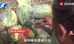 兰陵吃瓜最新事件爆料,揭秘最新事件背后的真相与争议